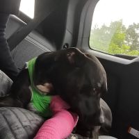 Union City Veterinary Medical Center & Emergency Clinic ico