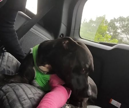Union City Veterinary Medical Center & Emergency Clinic