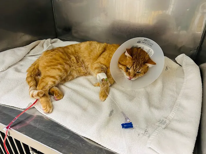 Union City Veterinary Medical Center & Emergency Clinic Picture 6