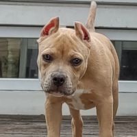 Red Oak Animal Hospital, LLC ico