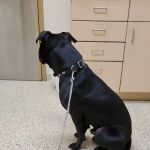 Animal Medical Clinic of Fairburn