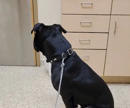 Animal Medical Clinic of Fairburn