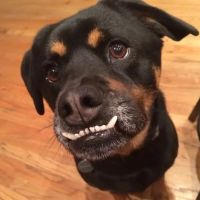 Banfield Pet Hospital ico