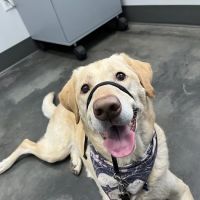 Sweetwater Veterinary Hospital ico