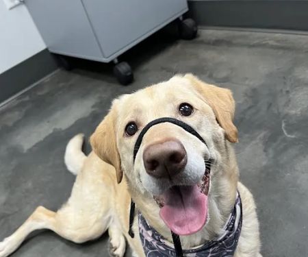 Sweetwater Veterinary Hospital