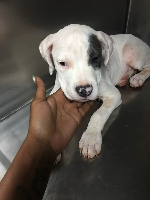 Greenbriar Animal Hospital Picture 1