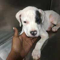 Greenbriar Animal Hospital ico