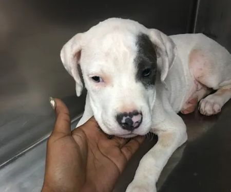 Greenbriar Animal Hospital