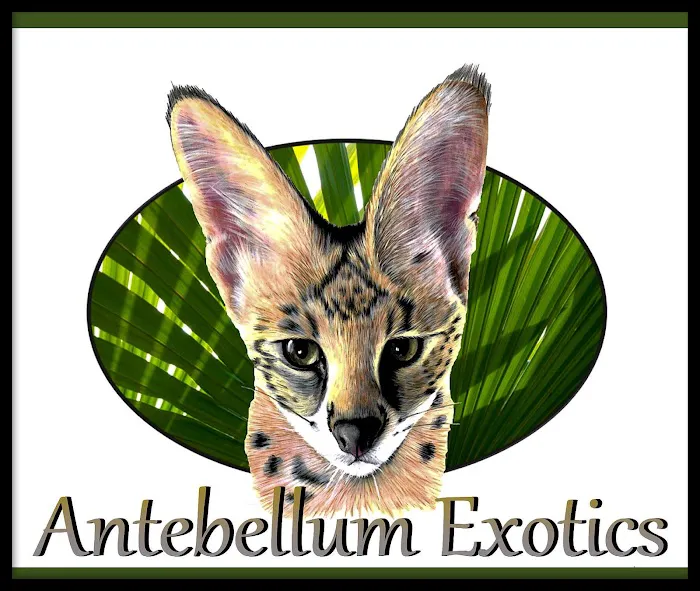 Antebellum Exotics Picture 10