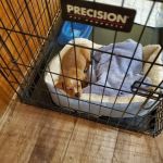 Wheelersburg Animal Hospital