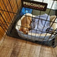 Wheelersburg Animal Hospital ico