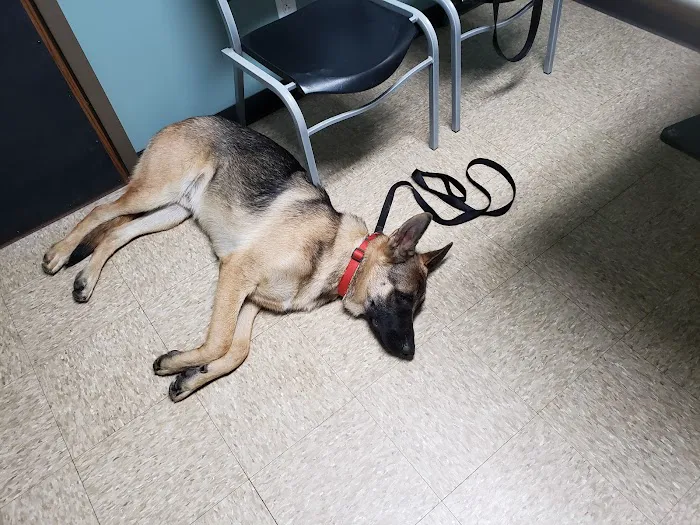 Wheelersburg Animal Hospital Picture 5