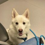 Scioto Trail Animal Clinic