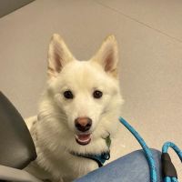 Scioto Trail Animal Clinic ico