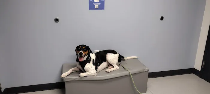 Scioto Trail Animal Clinic Picture 9