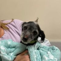 Shawnee Animal Clinic ico