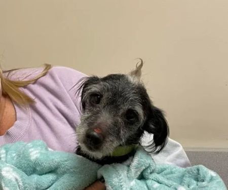 Shawnee Animal Clinic