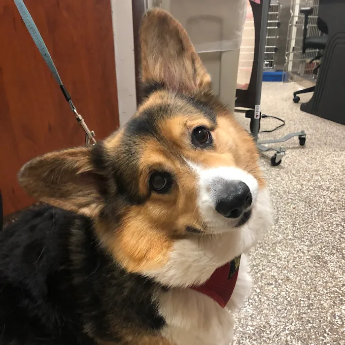 Shawnee Animal Clinic Picture 7