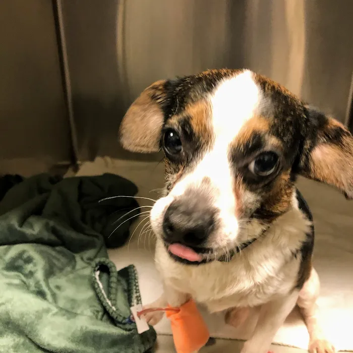 Shawnee Animal Clinic Picture 8
