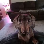 Macoupin Veterinary Services