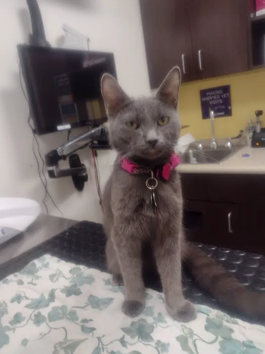 Rock Island Animal Hospital Picture 3