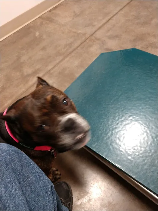 Rock Island Animal Hospital Picture 1