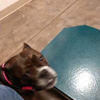Rock Island Animal Hospital ico