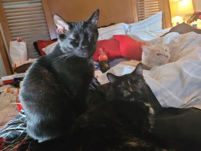 The Cat Guardian Spay & Neuter Clinic Picture 4
