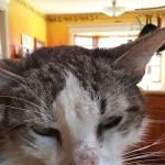 Galena Square Veterinary Clinic