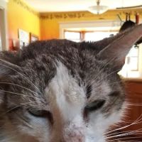 Galena Square Veterinary Clinic ico
