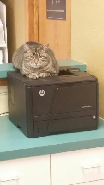 Galena Square Veterinary Clinic Picture 6