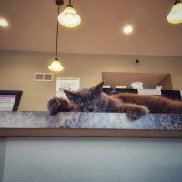 Veterinary Associates - Galena ico