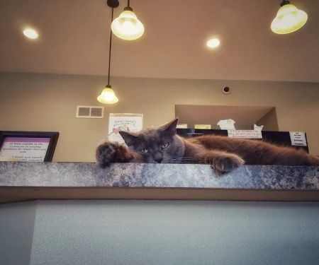 Veterinary Associates - Galena