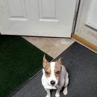 Teasdale Veterinary Clinic ico