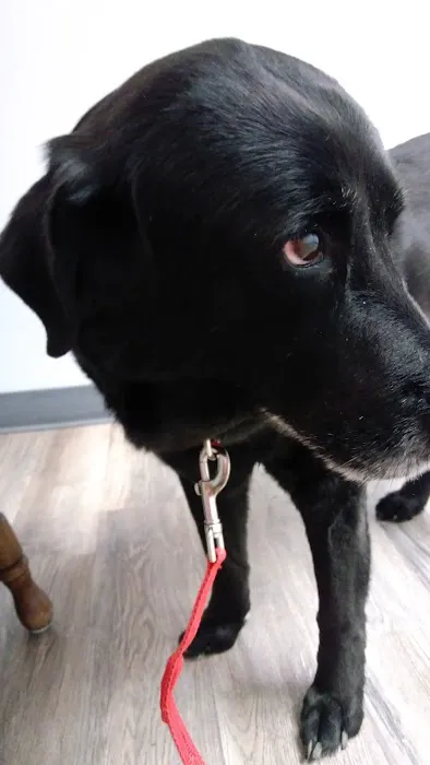 Faithful Friends Animal Hospital Picture 1