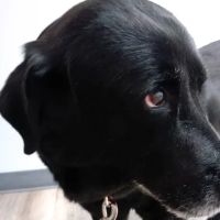 Faithful Friends Animal Hospital ico