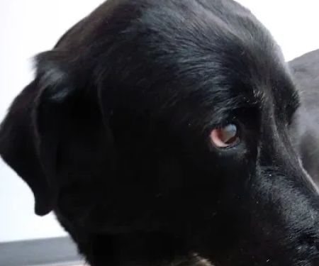 Faithful Friends Animal Hospital
