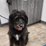 Walcott Veterinary Clinic