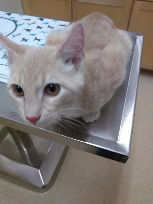 Tipton Veterinary Services Picture 4