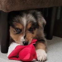 Tipton Veterinary Services ico