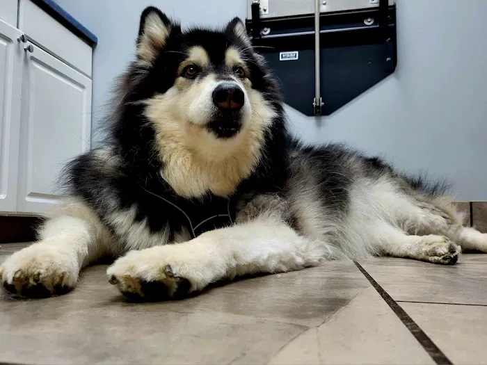 BLUE GRASS VETERINARY HOSPITAL Picture 2