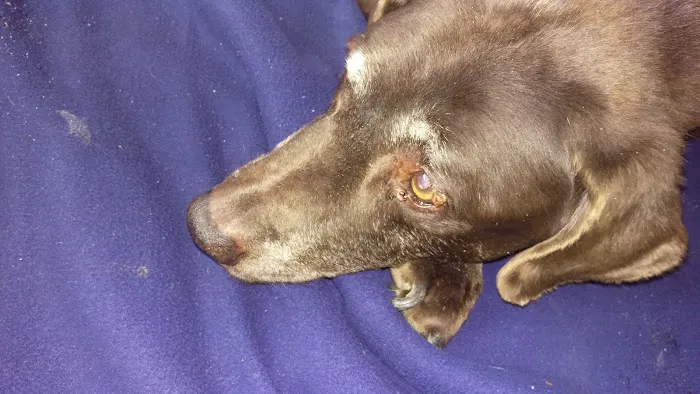 BLUE GRASS VETERINARY HOSPITAL Picture 1