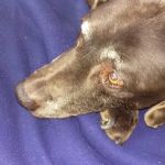 BLUE GRASS VETERINARY HOSPITAL