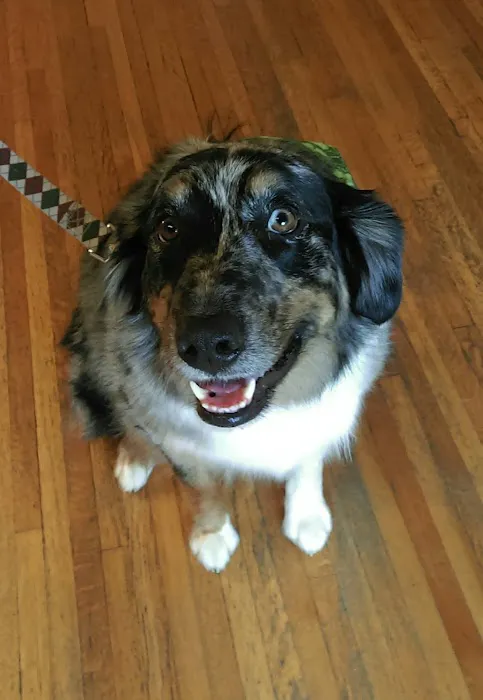 Compassionate Care Veterinary Clinic Picture 2