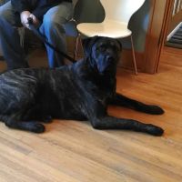 Compassionate Care Veterinary Clinic ico