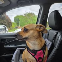 Animal Care Clinic PC ico