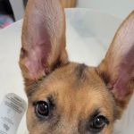 Yerkey Veterinary Services