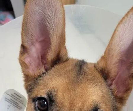 Yerkey Veterinary Services