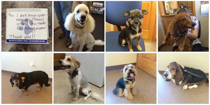 Yerkey Veterinary Services Picture 10