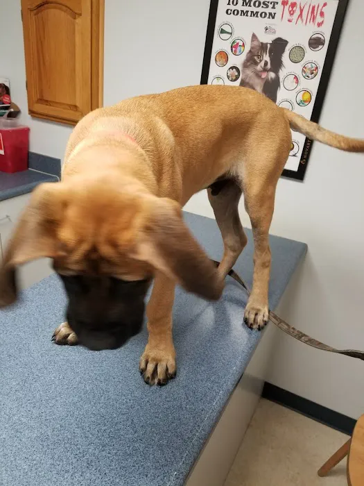 Aledo Veterinary Clinic Picture 1